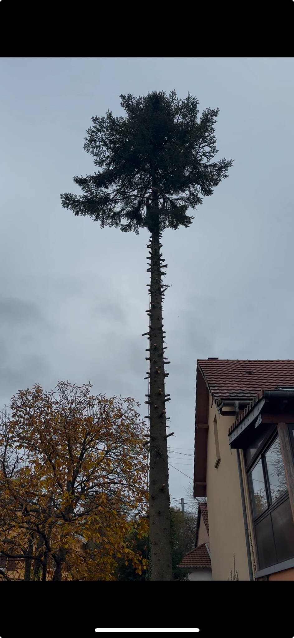 Élagage pin en hauteur corde — Élagage Stehly