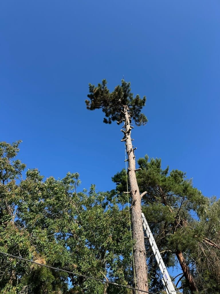 Chantier abattage pin sylvestre — Élagage Stehly