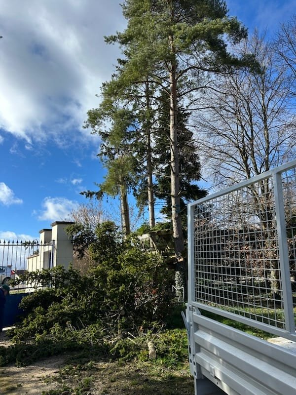 Nacelle élagage pin en hauteur — Élagage Stehly