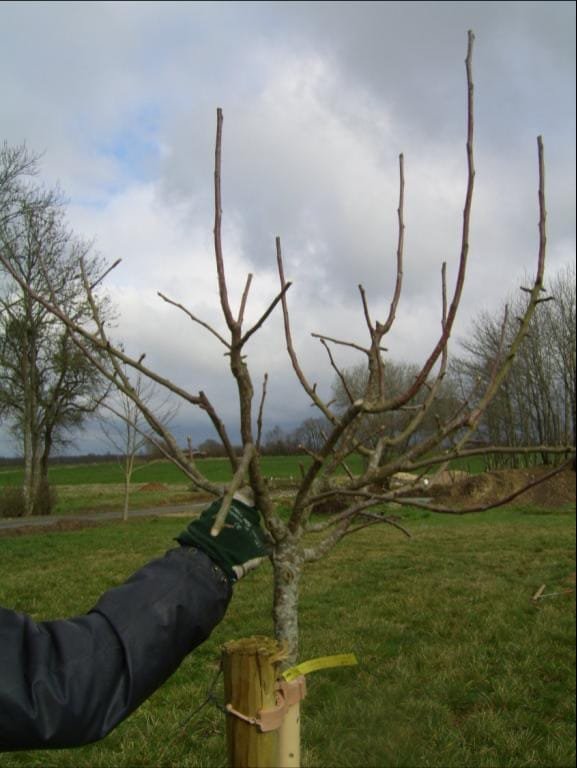Arbre fruitier taillé formation charpente — Élagage Stehly