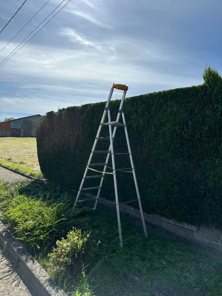 Taille de haie de thuyas en hauteur — échelle professionnelle Élagage Stehly