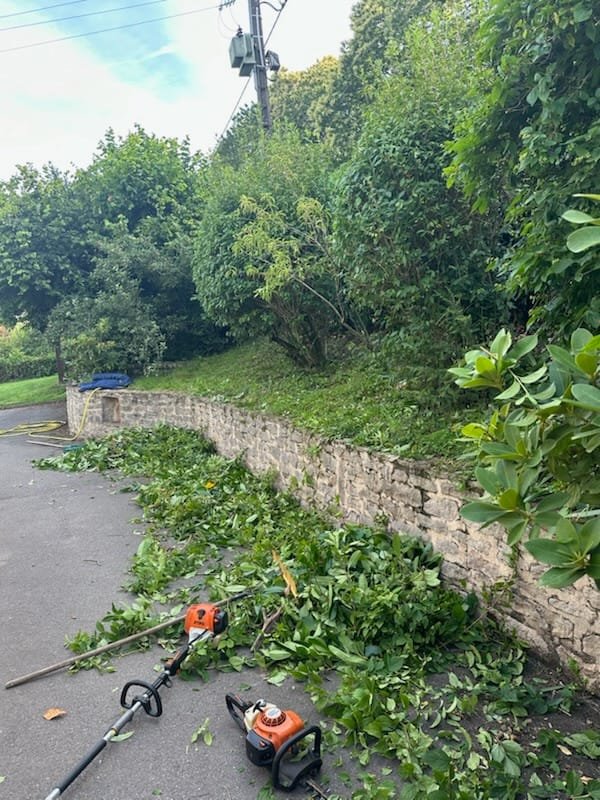Taille haie de thuyas avec camion Élagage Stehly