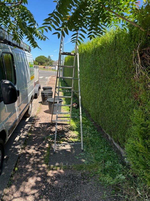 Résultat taille haie de cyprès — Élagage Stehly