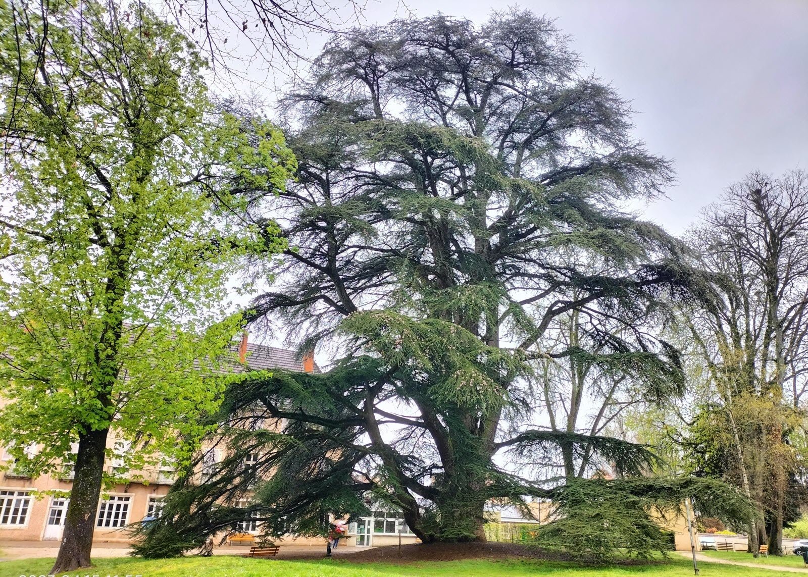 Cèdre du Liban majestueux — Cedrus