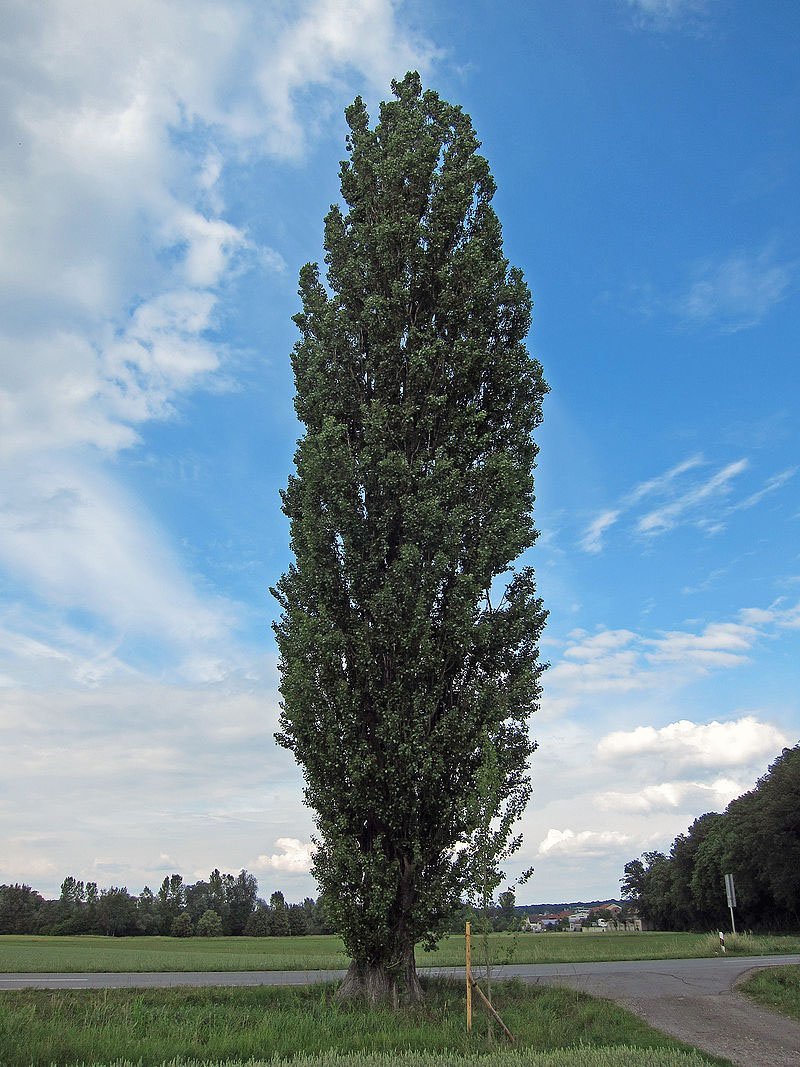 Peuplier pyramidal — Populus