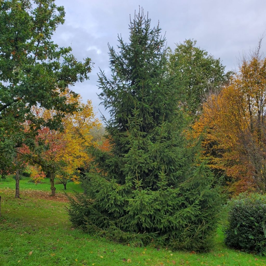 Sapin épicéa forêt automne — Abies